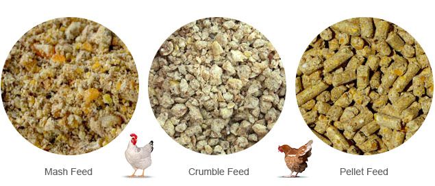 chicken feed processing