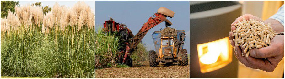 making fuel pellets from bioenergy crops and grass plant