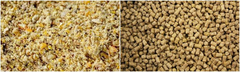 mash feed or pellets feed