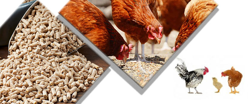 buy suitable poultry feed pellet cost
