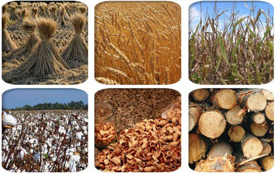 Calorific value of different biomass pellets