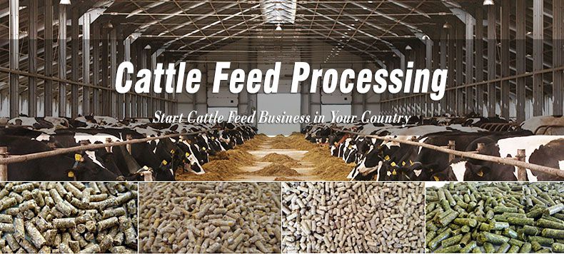 cattle feed processing business plan and layout design