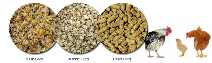 Chicken Feed Mixture Ratio