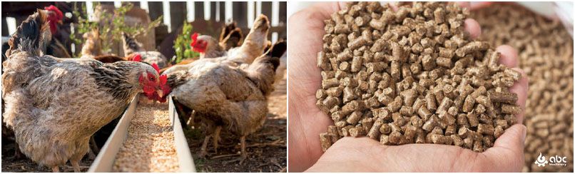 chicken feed production market