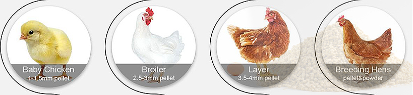 chickens feed types recommendations