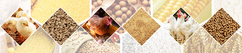 Chirp-Worthy Nutrition: One-Stop Shop for Chicken Feed Prodcution