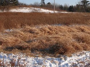 dried reed canary grass