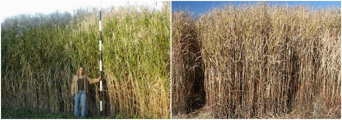 elephant grass for briquetting