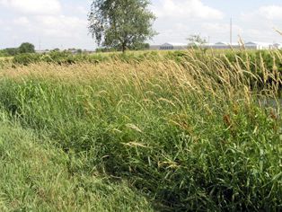 fresh reed canary grass