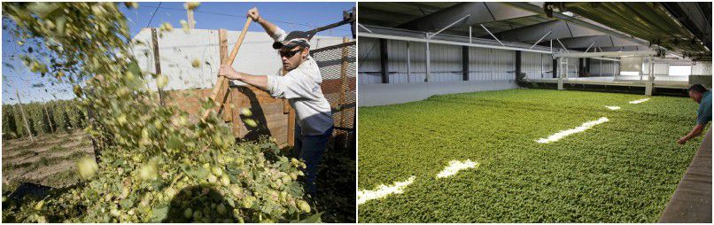 hops harvesting and drying