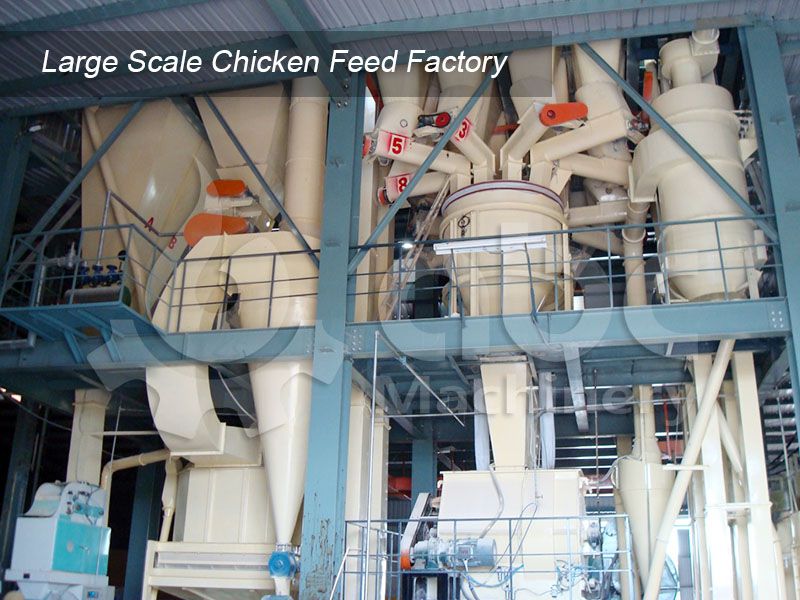 establish a large scale chicken feed production factory
