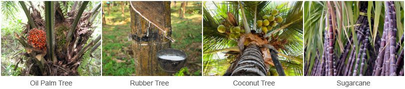palm tree, rubber tree, coconut tree, sugarcane in indonesia