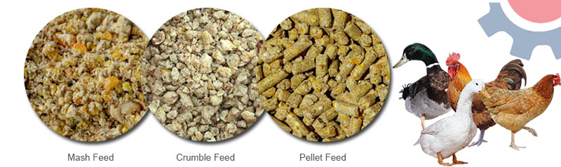 main animal feed classification
