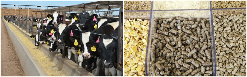 make feed pellets for livestock animals