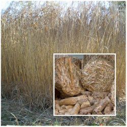 Miscanthus Pellet Mill