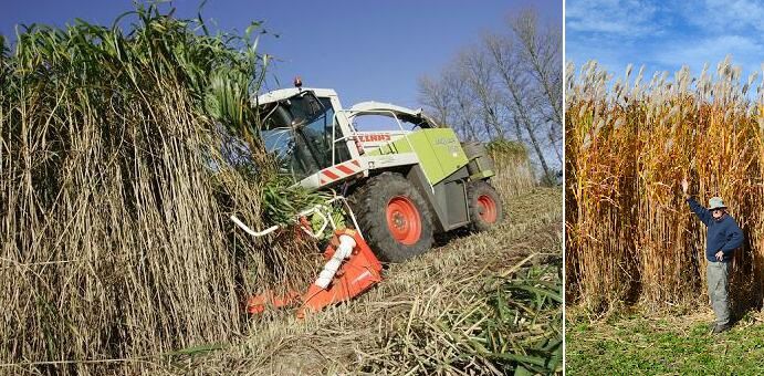 miscanthus grass