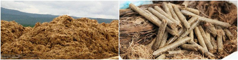 making biomass pellets from oil palm fiber for burning