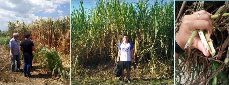 biofuel pellet plant project field visit