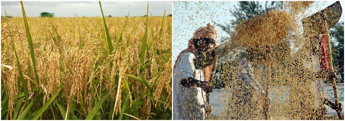 rice farming