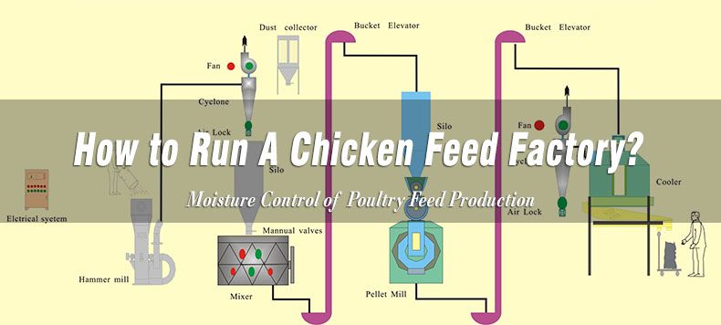 set up chicken feed mill plant