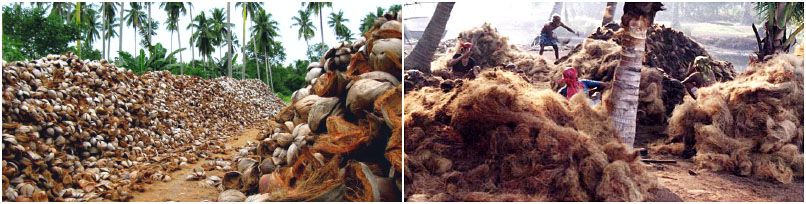 world coconut production